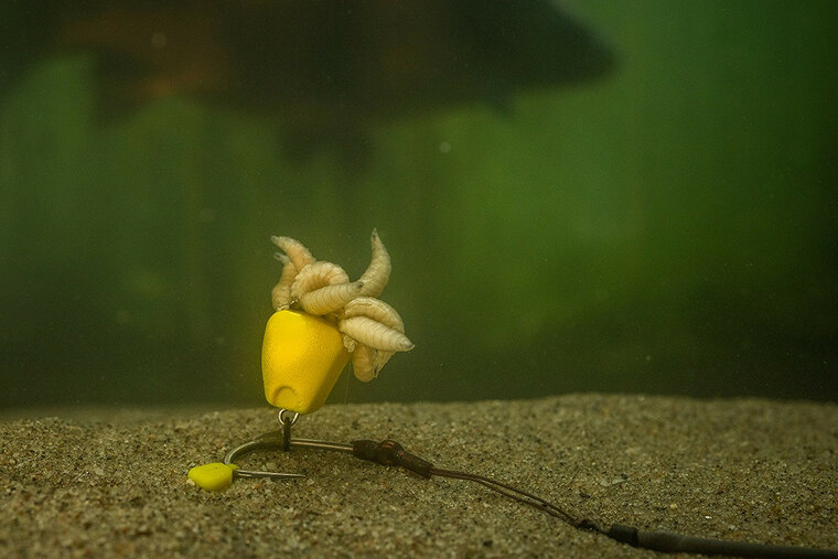 Corn Maggot Clip Pole Position 