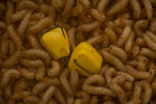 Corn Maggot Clip Pole Position 